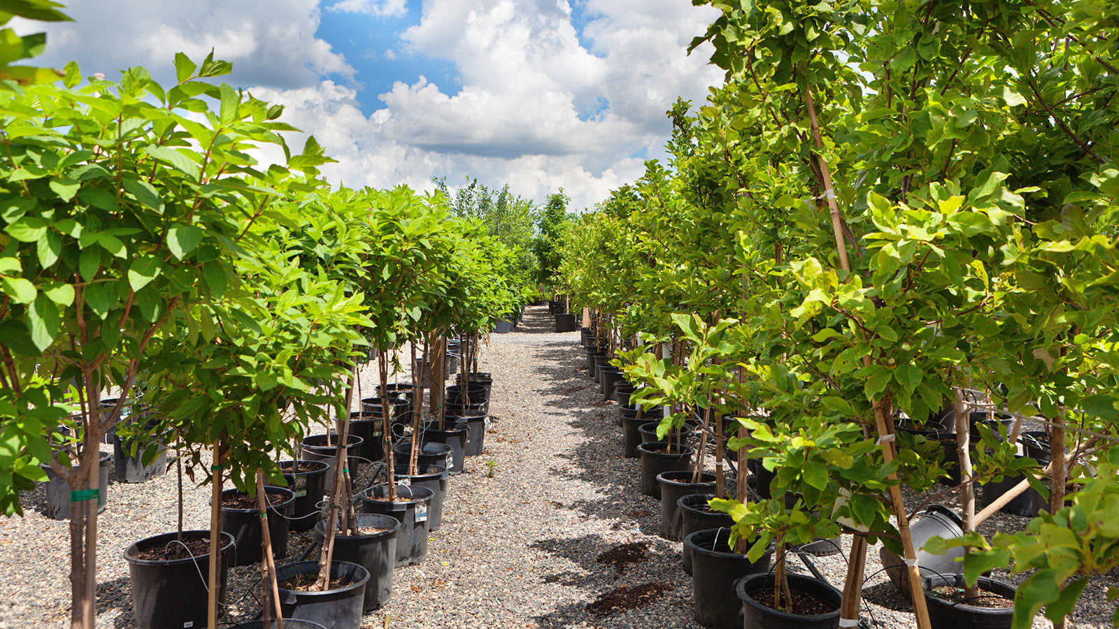 Best New Zealand Native Trees for Building Projects