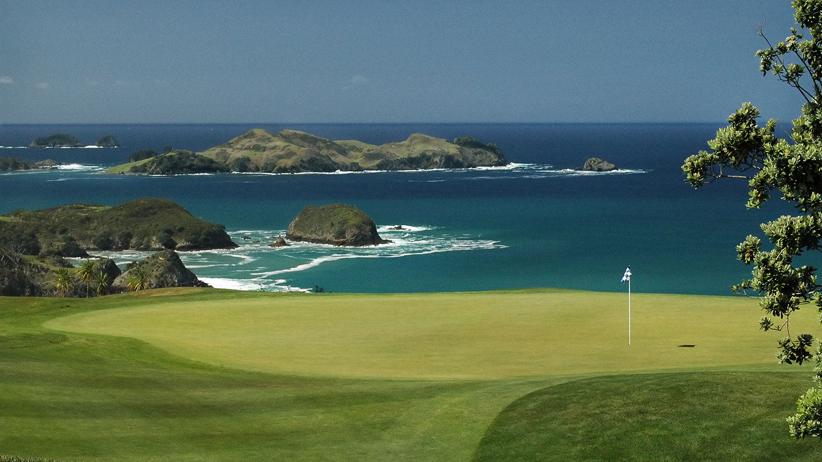 Best New Zealand Native Trees for Golf Courses