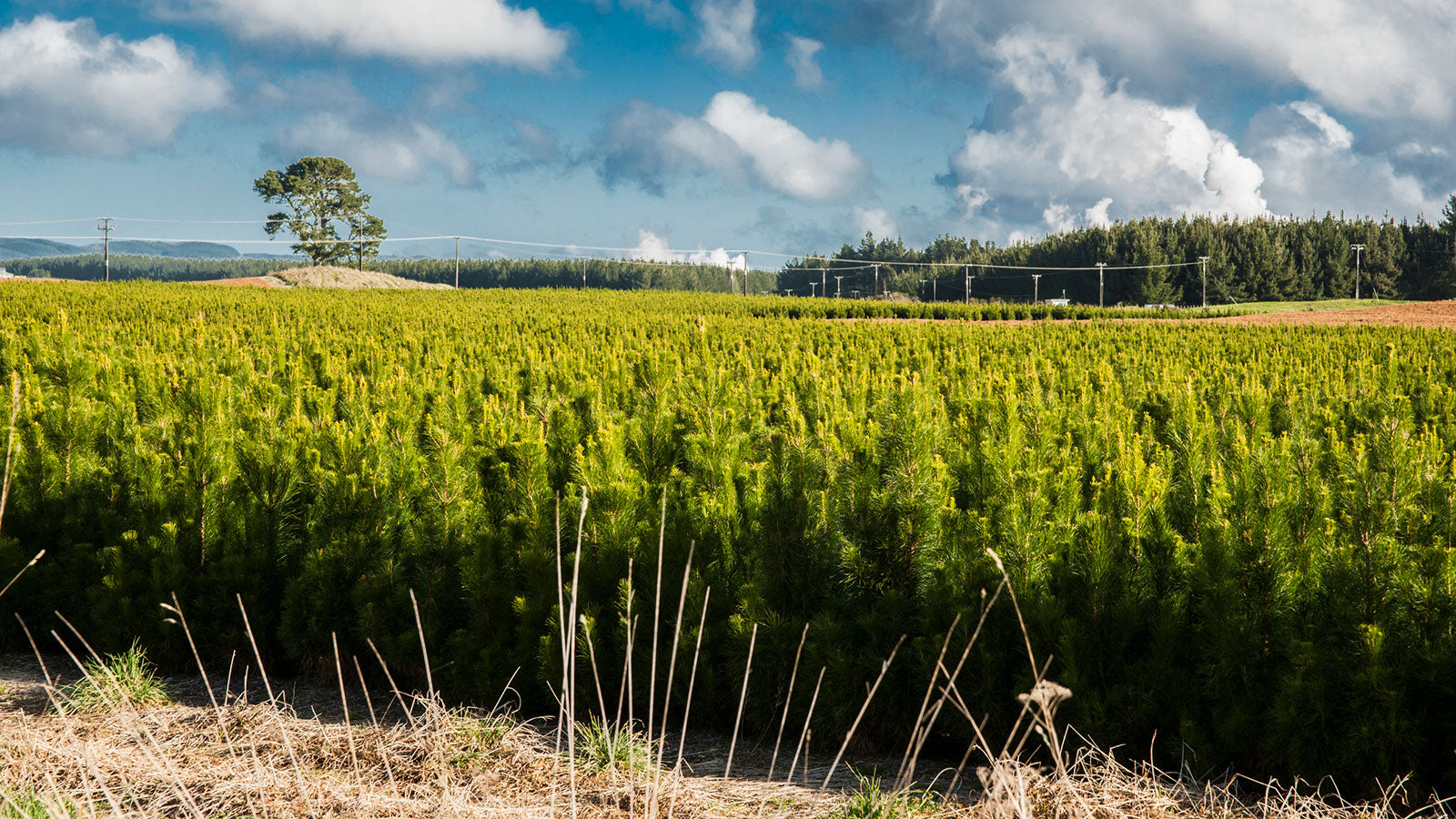 A change in attitudes towards growing native trees in New Zealand