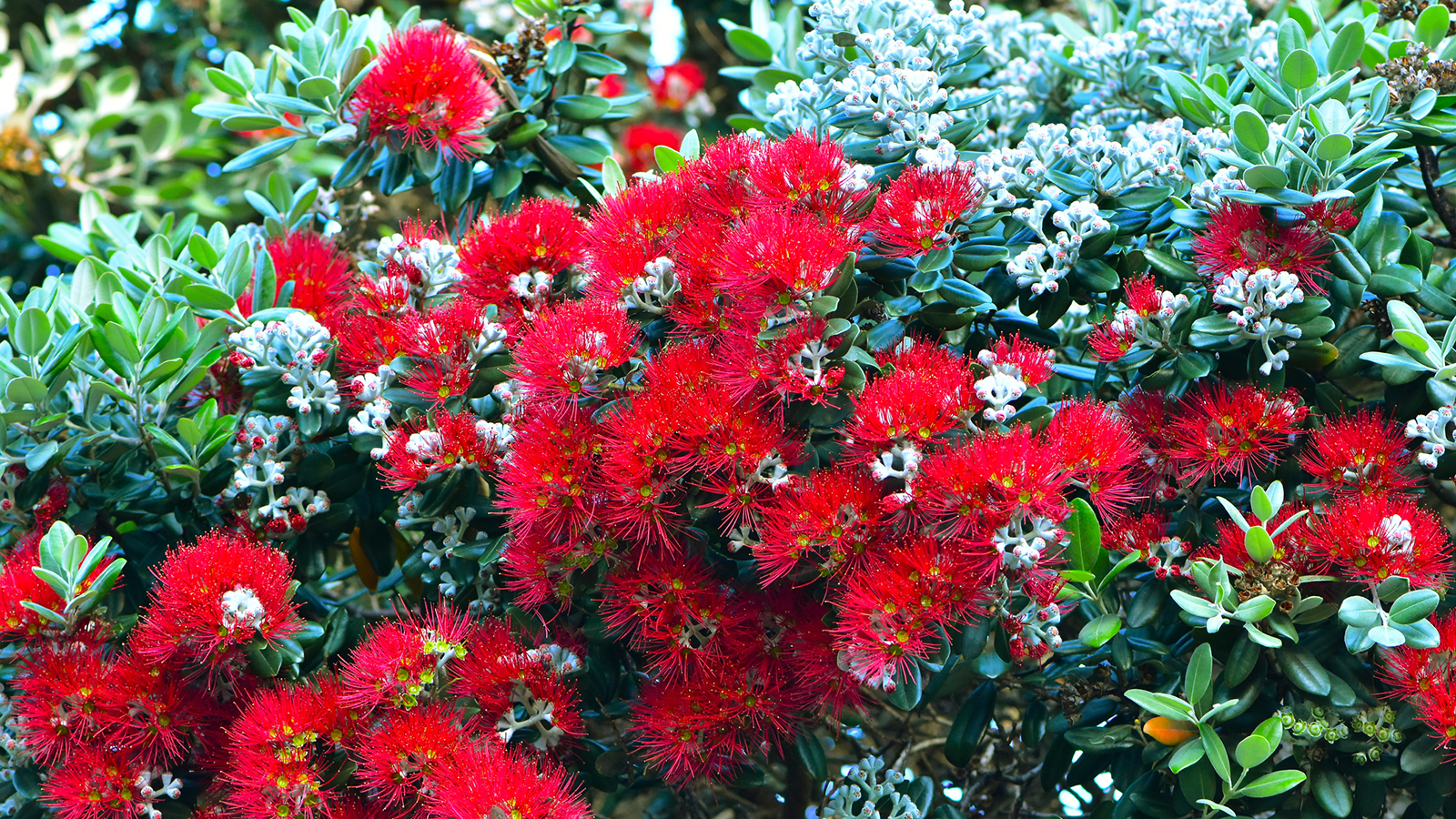 Meet the Metrosideros: NZ’s Most Iconic Summer Fireworks
