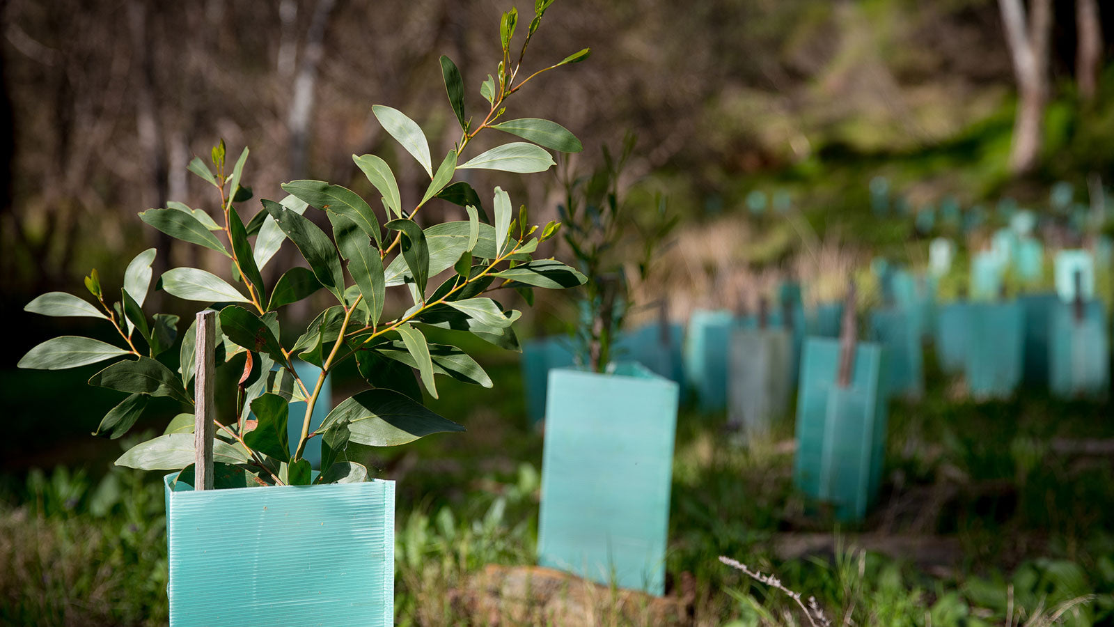 10 Quick Steps for Successful Planting