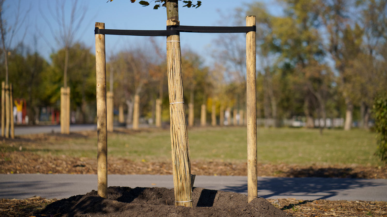 How to Successfully Stake & Support Trees