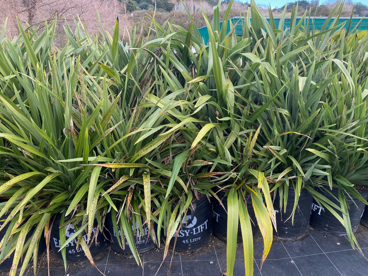 Flax Harakeke (Phormium tenax)