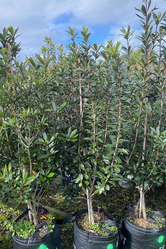 Haekaro (Pittosporum umbellatum)