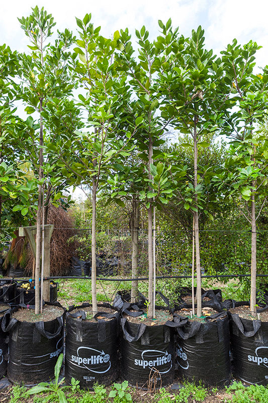 Karaka (Corynocarpus laevigatus)