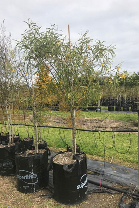 Kowhai Chathamica