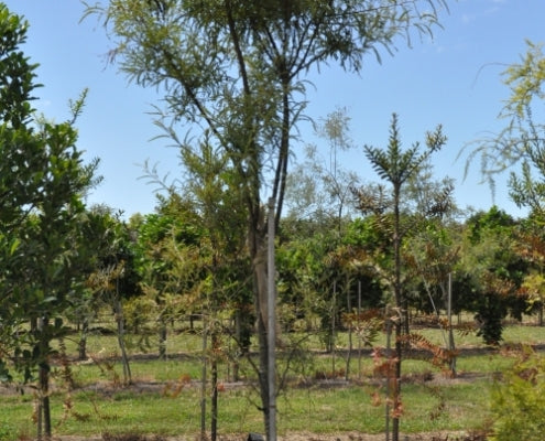 Kowhai Godleyii (Sophora godleyii)