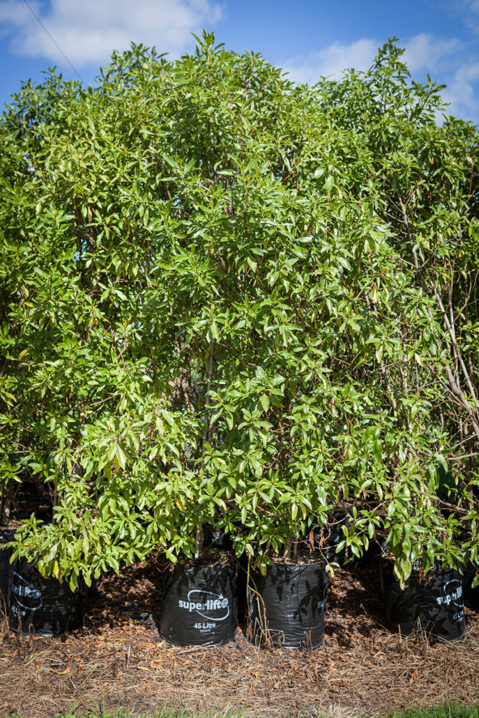 Ngaio (Myoporum laetum)