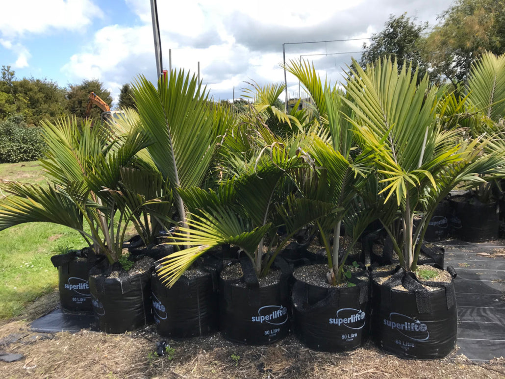 Nikau Pitt Island (Rhopalostylis sapida) 450L & 1000L