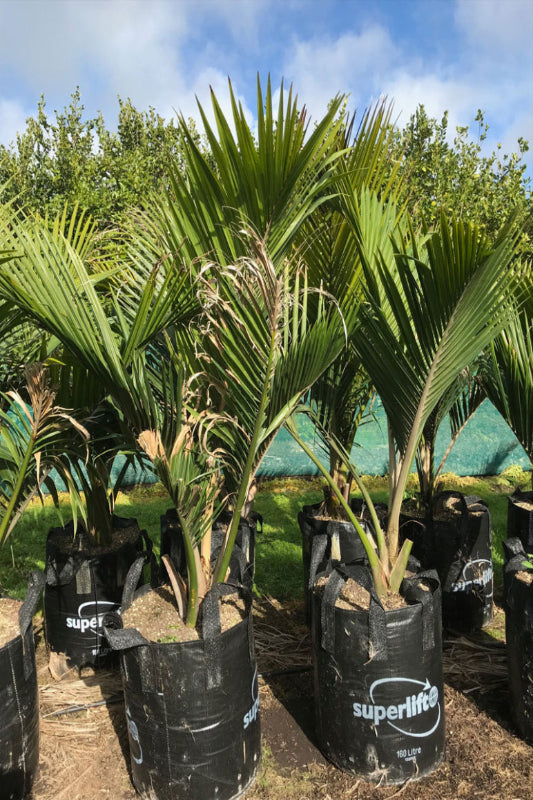 Nikau Pitt Island (Rhopalostylis sapida) 450L & 1000L