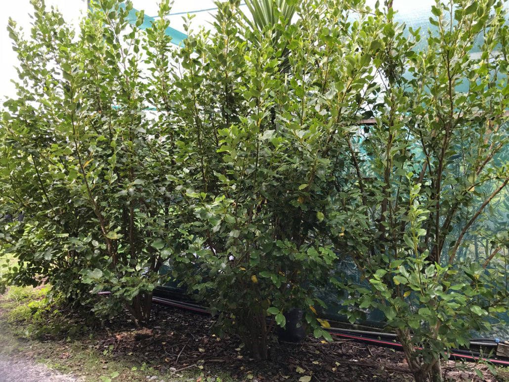 Papauma (Griselinia littoralis)