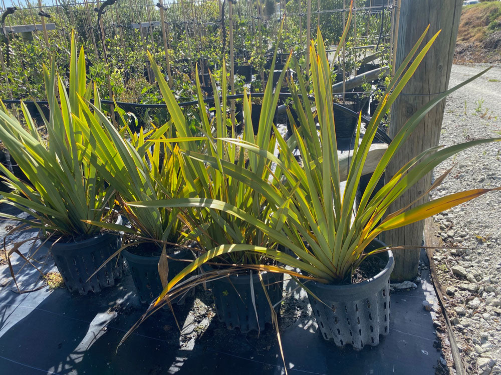 Harakeke Flax (Phormium cookianum)