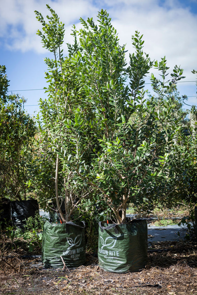 Pohutukawa (Metrosideros excelsa)