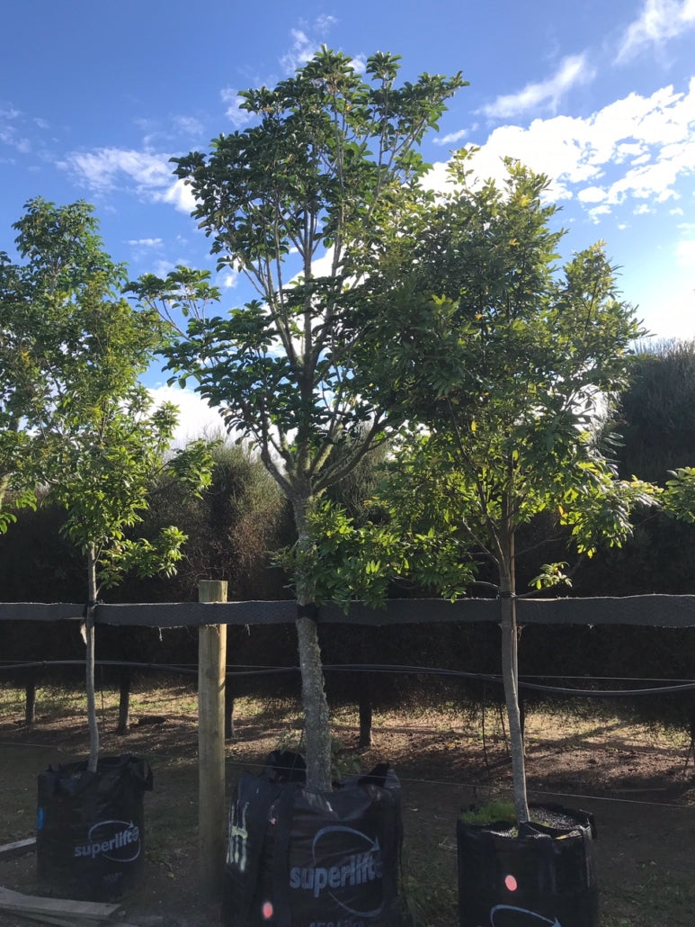 Puriri (Vitex lucens)