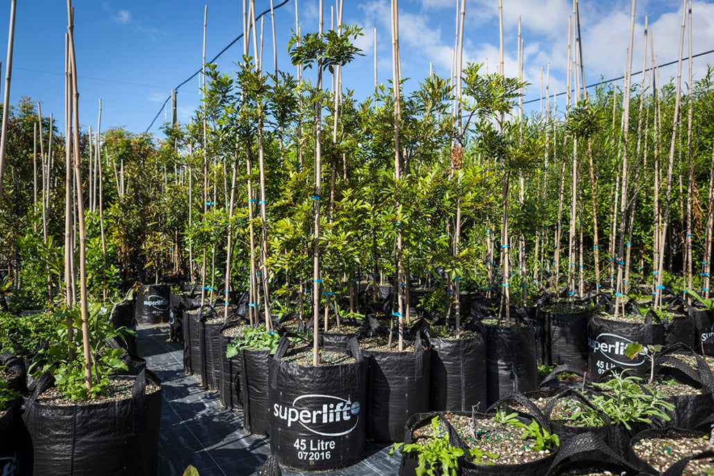 Takana Tawhero (Pterophylla sylvicola)