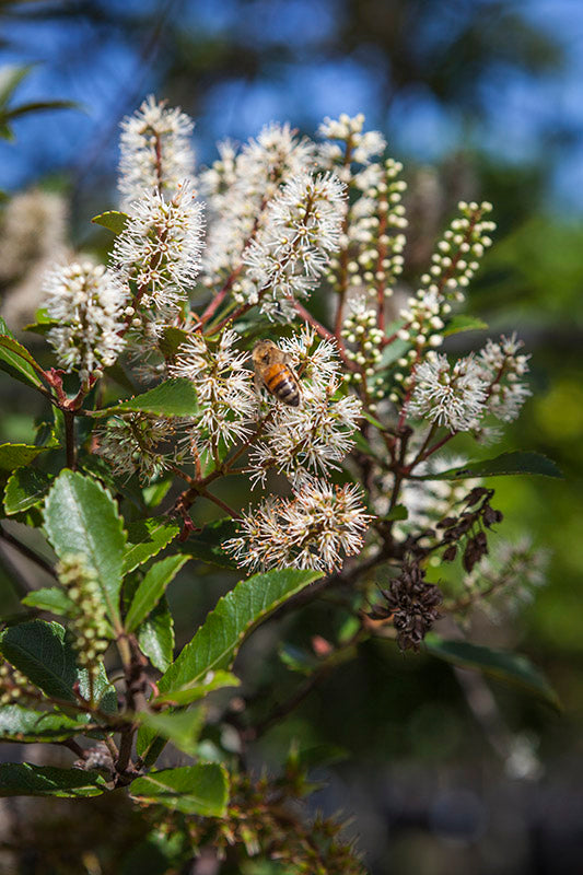 Takana Tawhero (Pterophylla sylvicola)