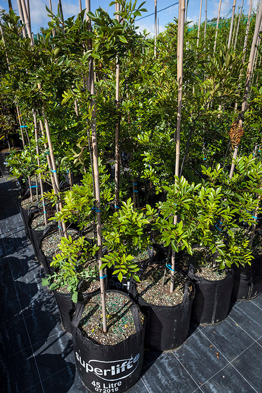 Takana Tawhero (Pterophylla sylvicola)