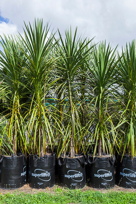 Takana_Ti Kouka (Cordyline australis)