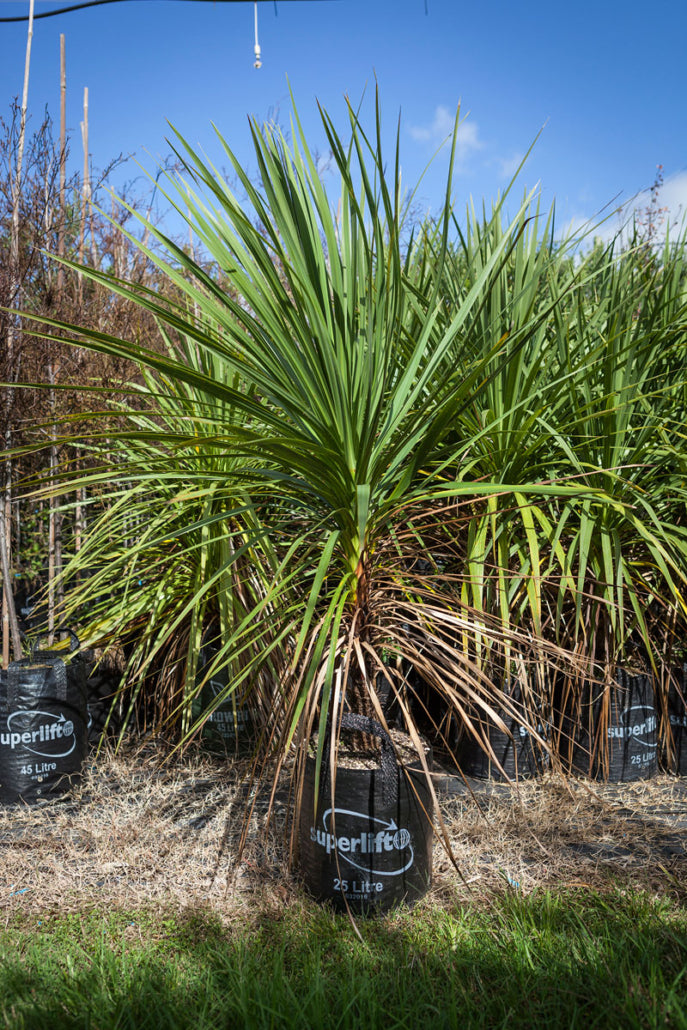 Takana_Ti Kouka (Cordyline australis)