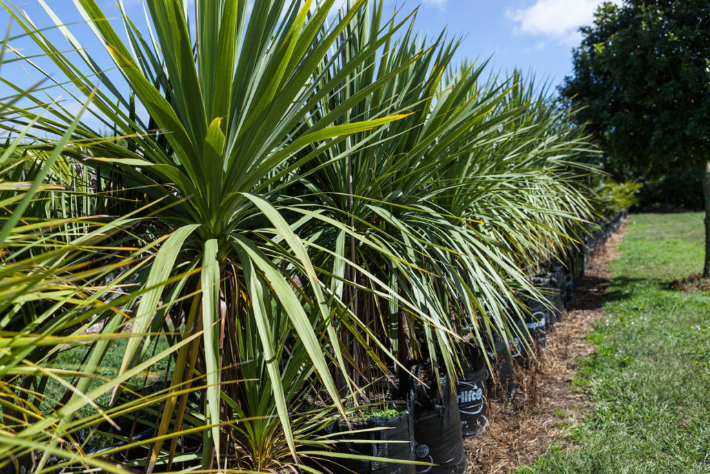 Ti Kouka (Cordyline australis) 450L
