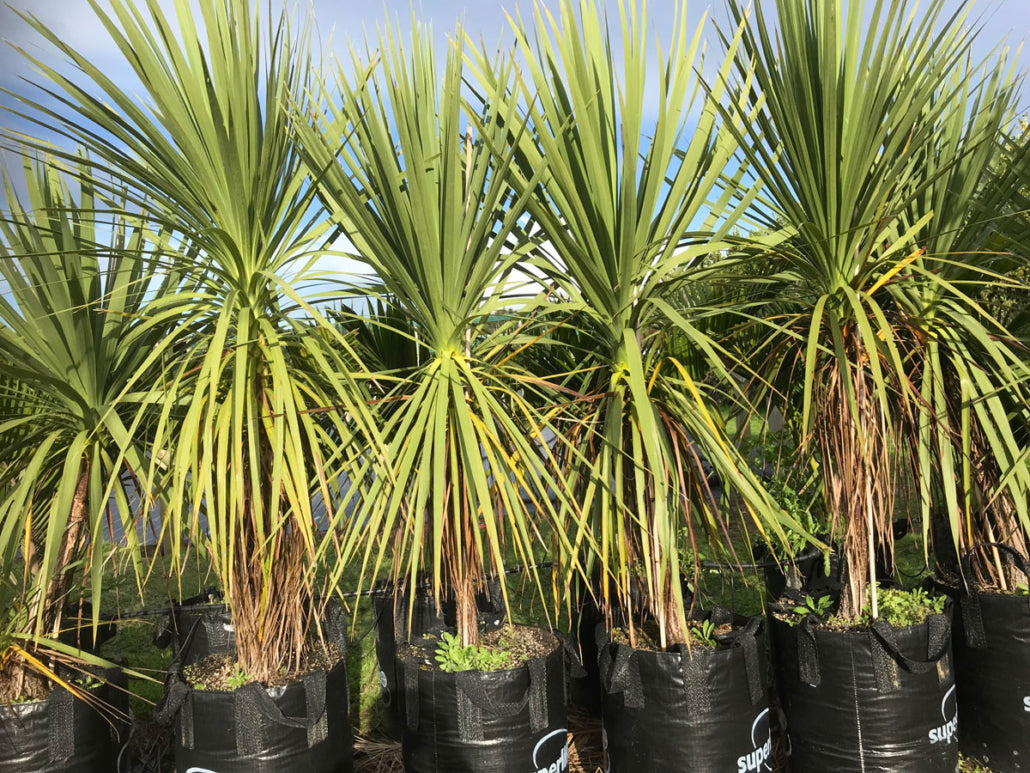 Ti Kouka (Cordyline australis) 450L