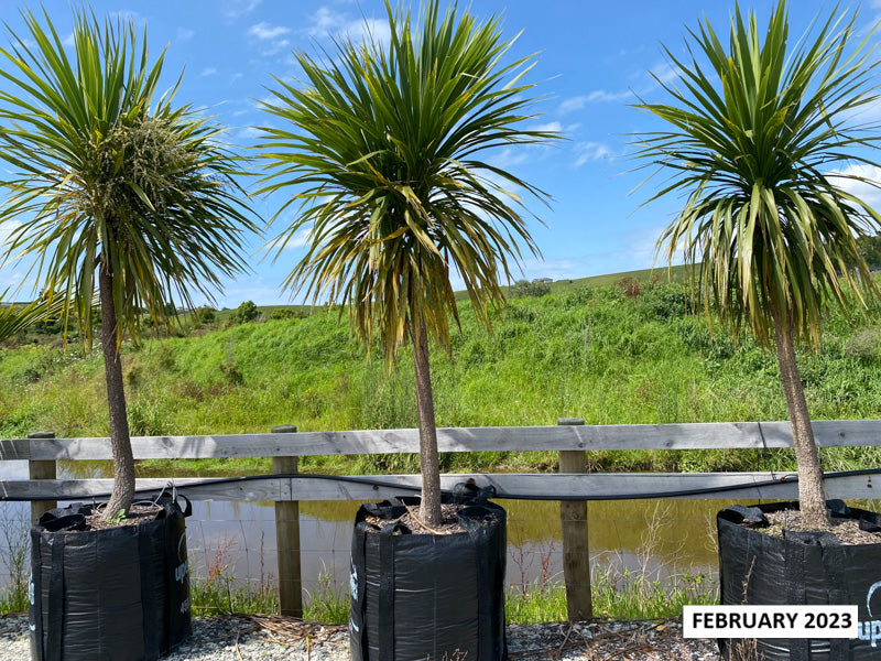 Ti Kouka (Cordyline australis) 450L