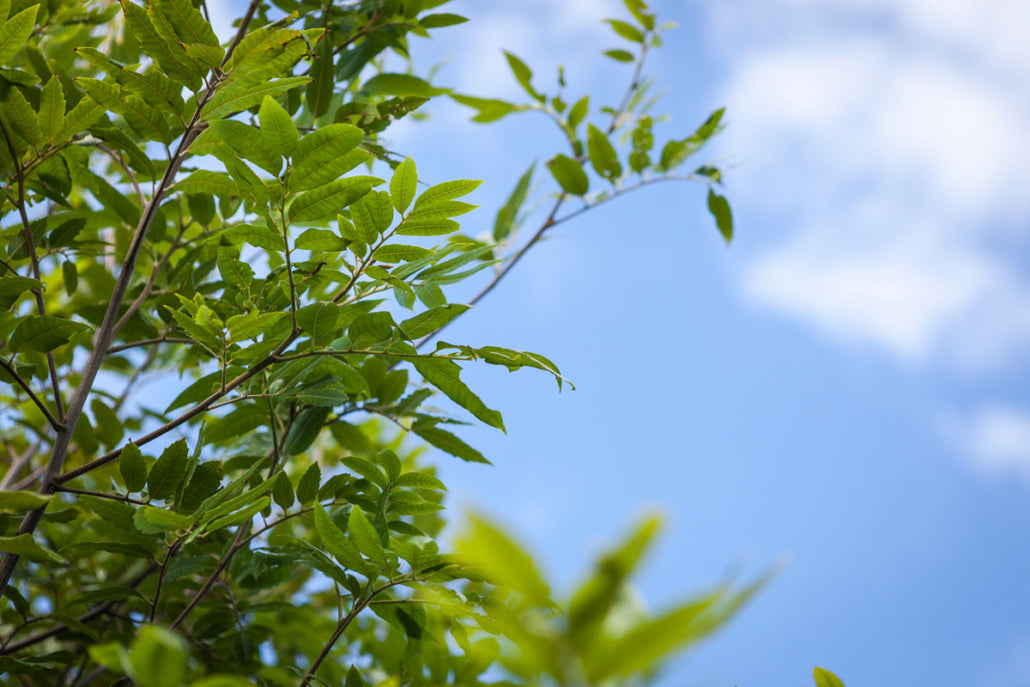 Takana_Titoki (Alectryon excelsus)