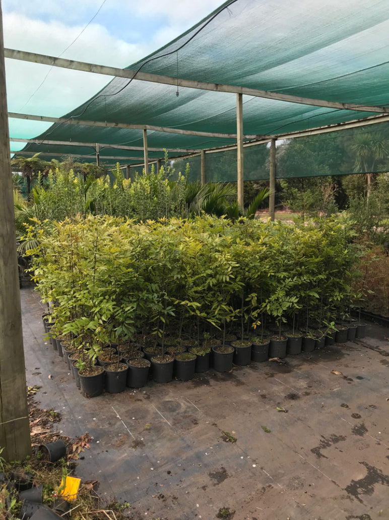 Takana_Titoki (Alectryon excelsus)