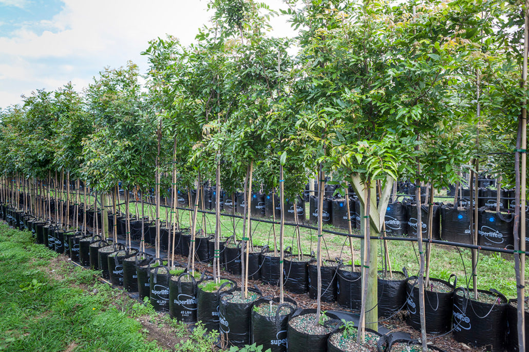 Takana_Titoki (Alectryon excelsus)