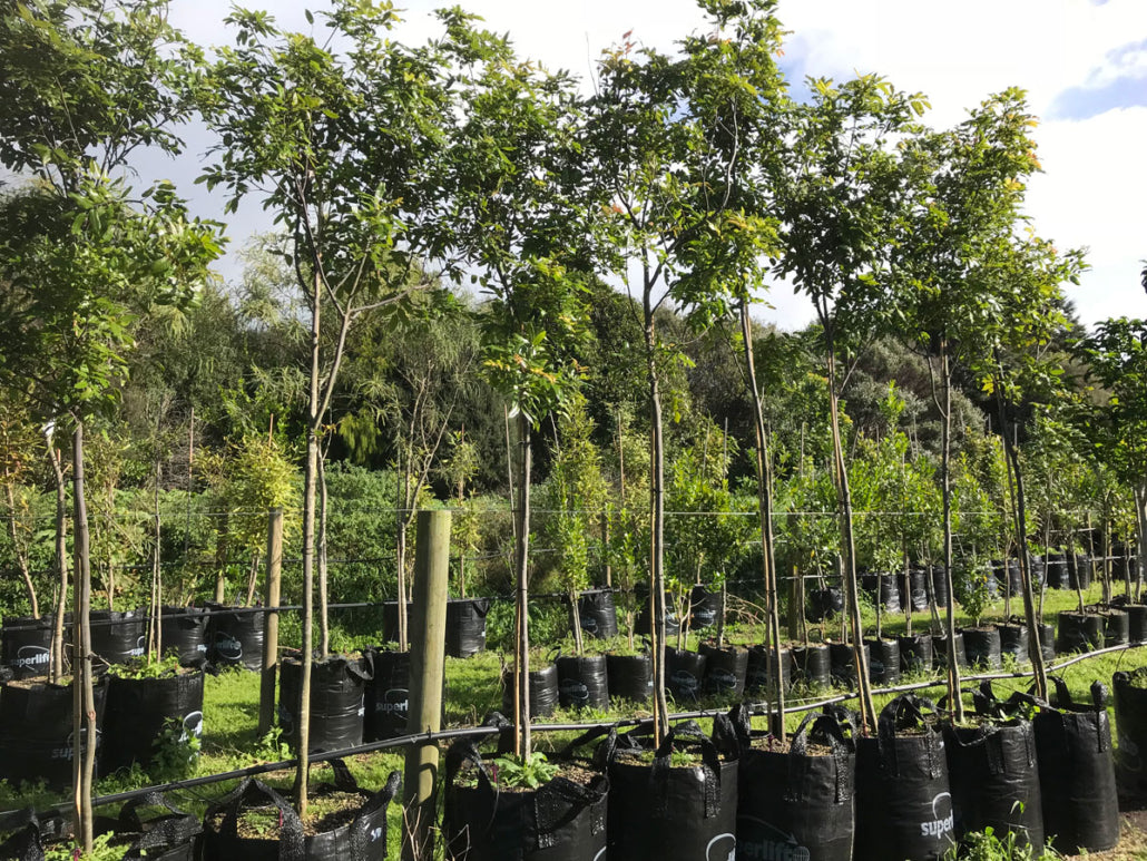 Takana_Titoki (Alectryon excelsus)
