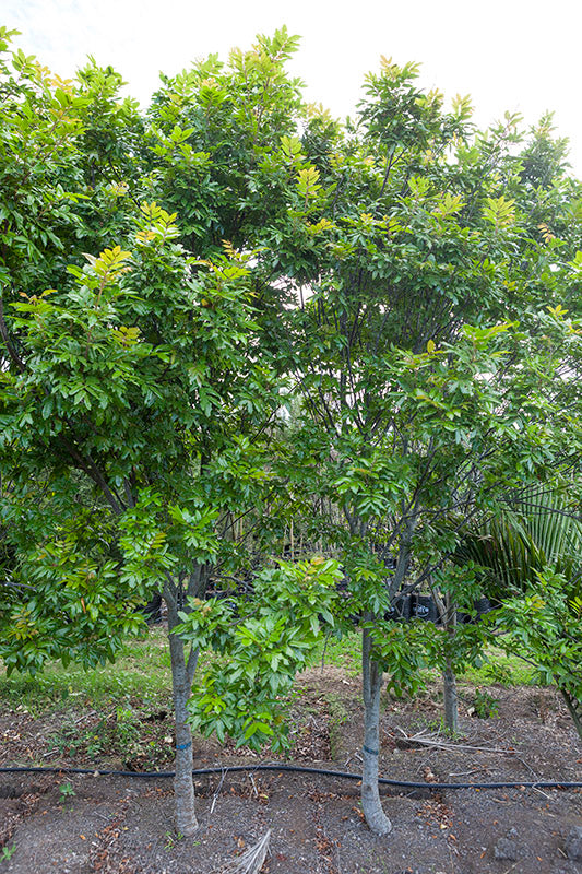 Takana_Titoki (Alectryon excelsus)