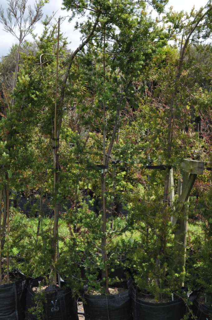 Totara Blue (Podocarpus totara matapouri blue)