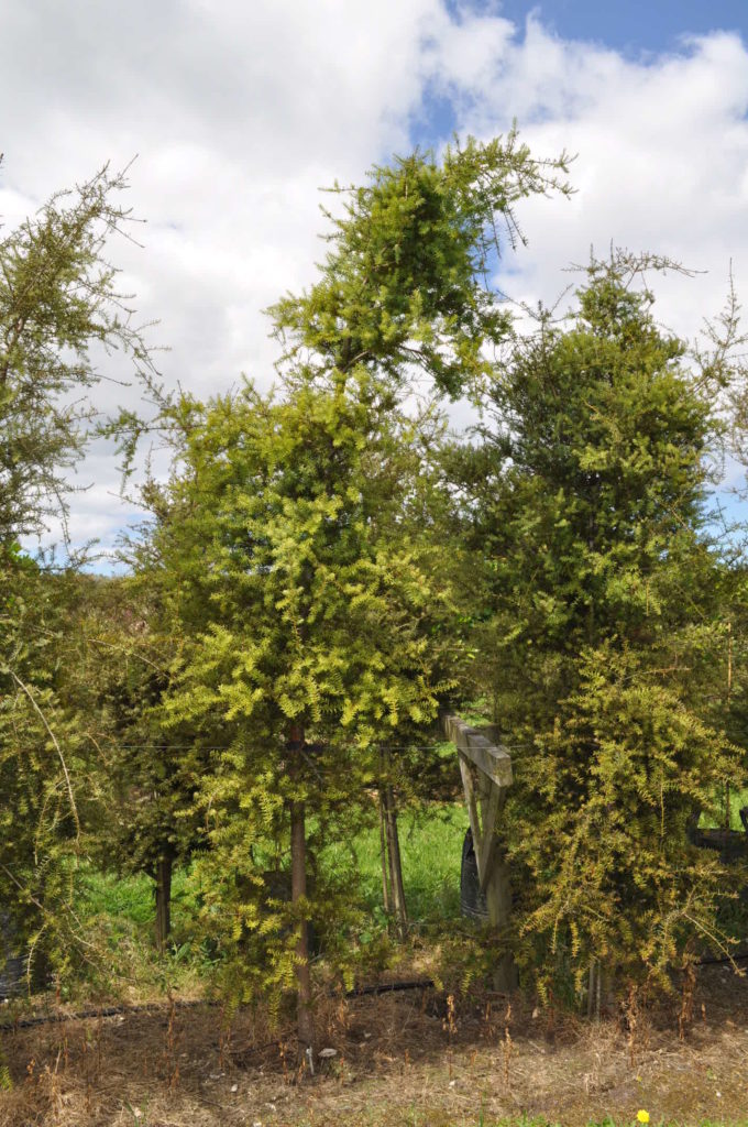 Totara Blue (Podocarpus totara matapouri blue)