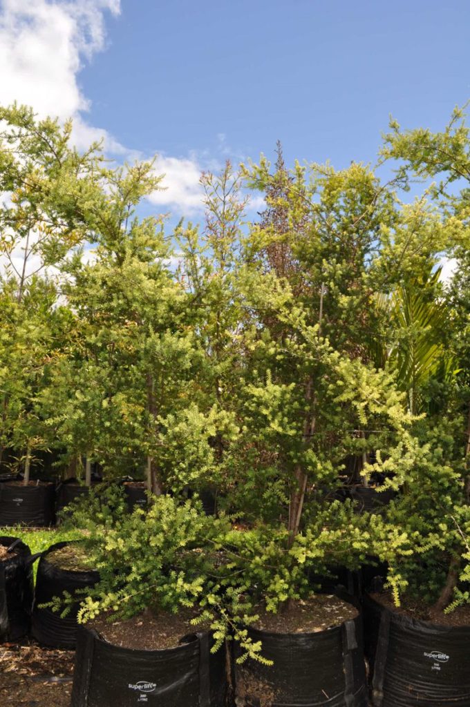 Totara Blue (Podocarpus totara matapouri blue)