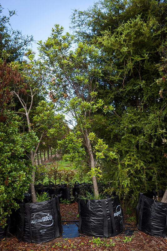 Takana Tawhero (Pterophylla sylvicola)