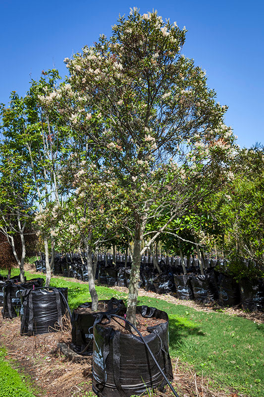 Takana Tawhero (Pterophylla sylvicola)