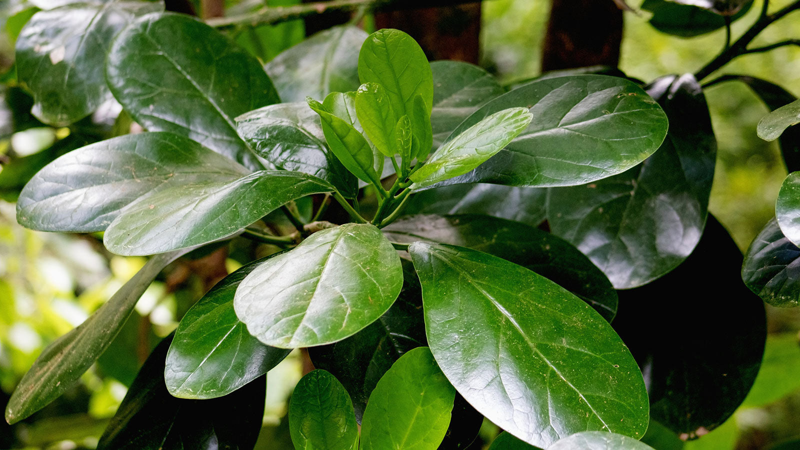 New Zealand's 12 Most Endangered Tree Species
