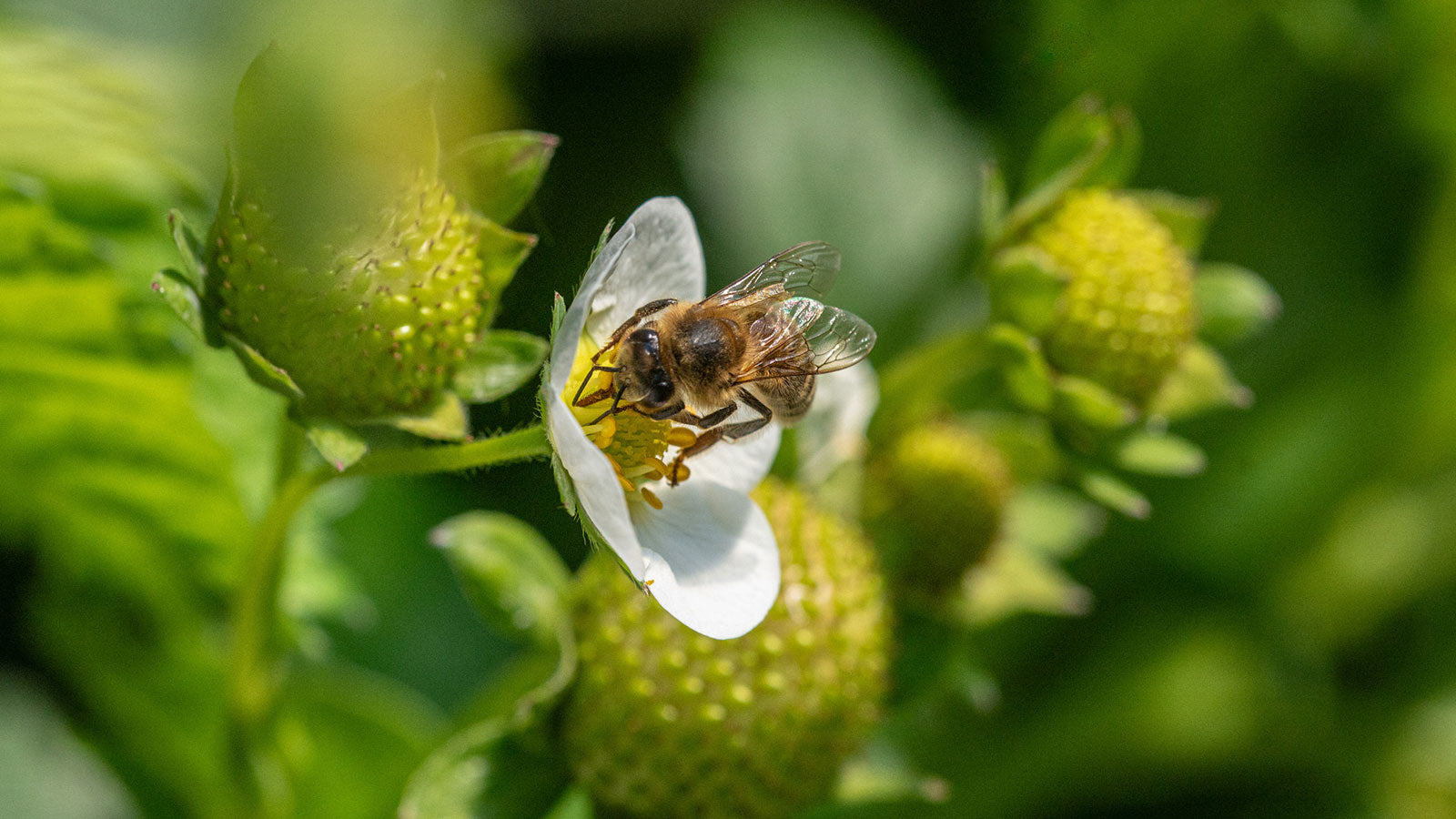 Best flowers & berries for birds & bees