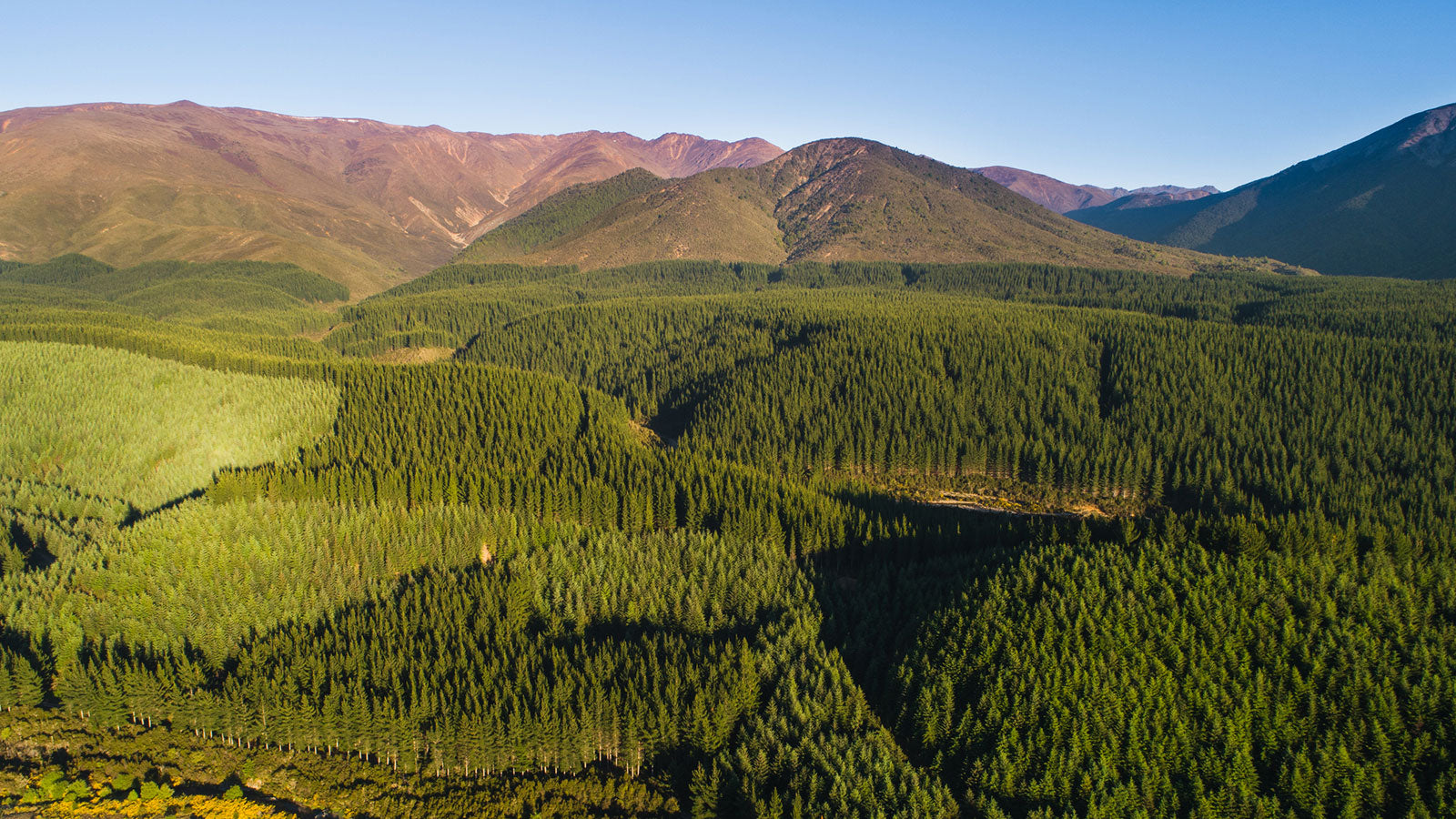 Forestry in New Zealand