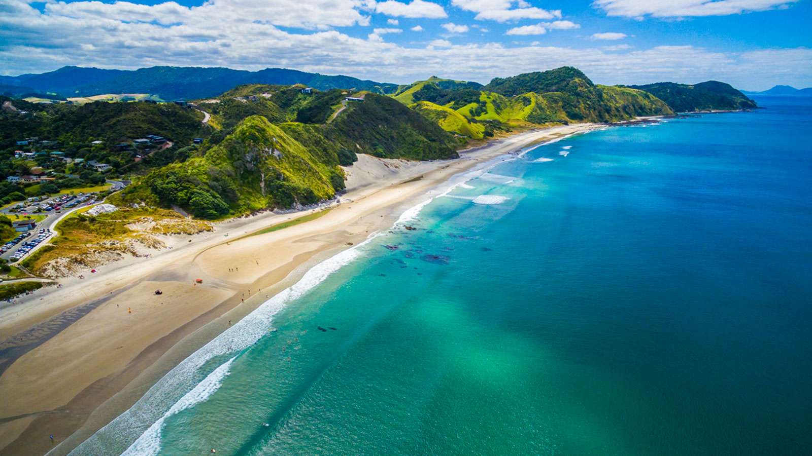 Trees best suited for Northern Coastal Environment