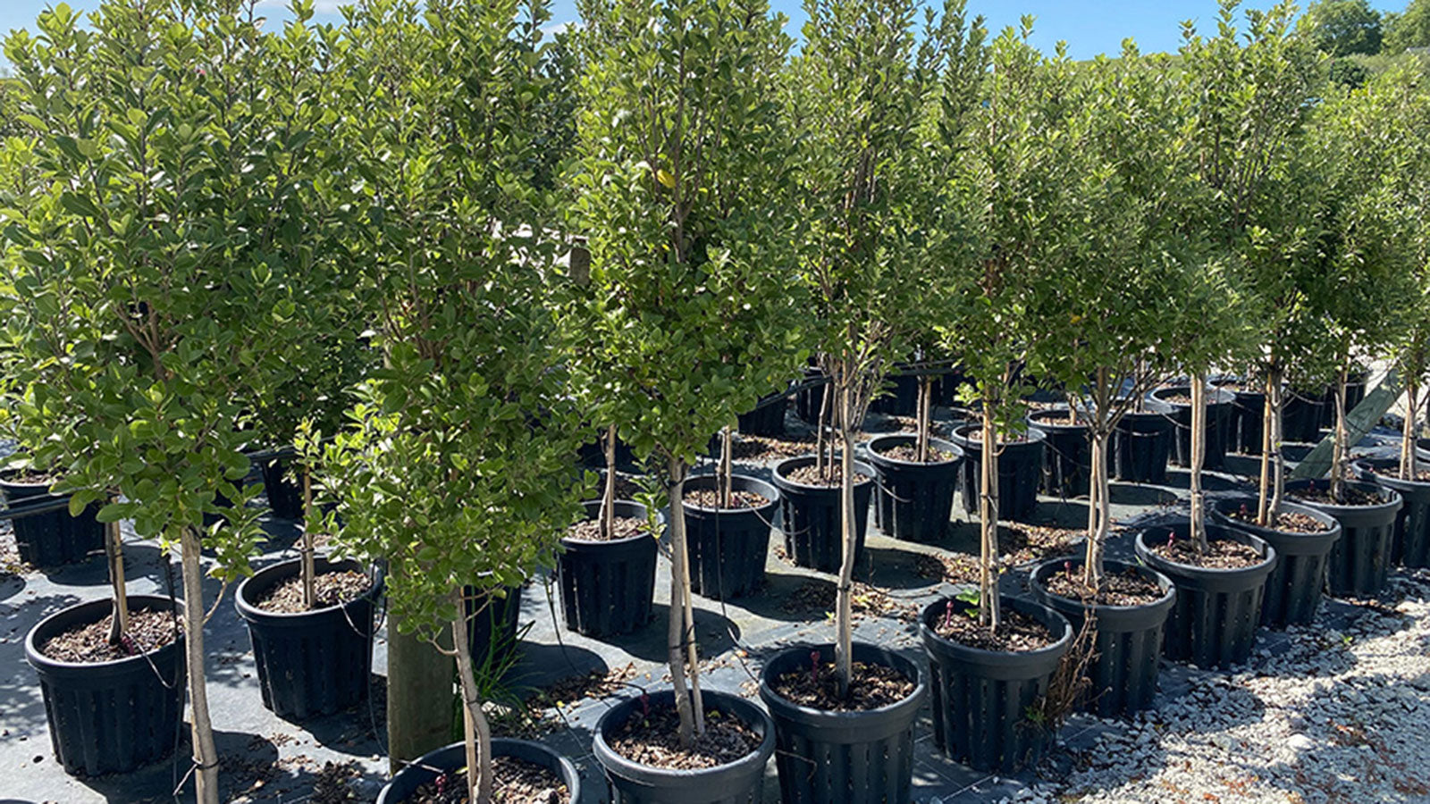 Propots - a more eco-friendly product for plants & trees