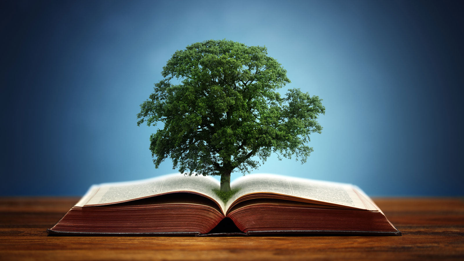 Increase your knowledge of native trees with our recommended reading list