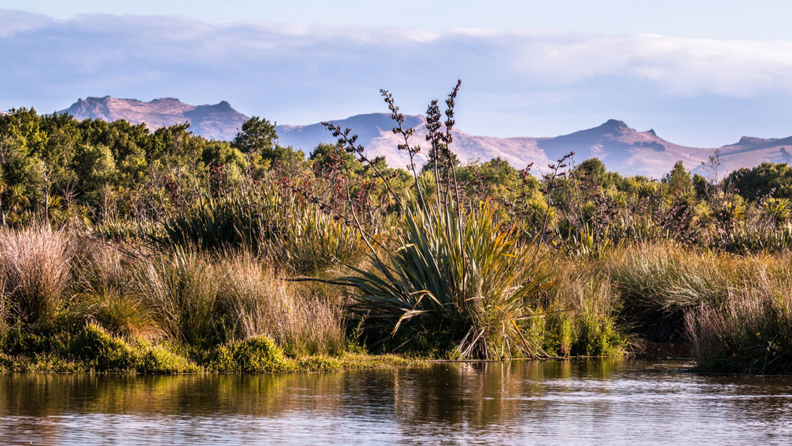 10 Best Trees for Wetlands
