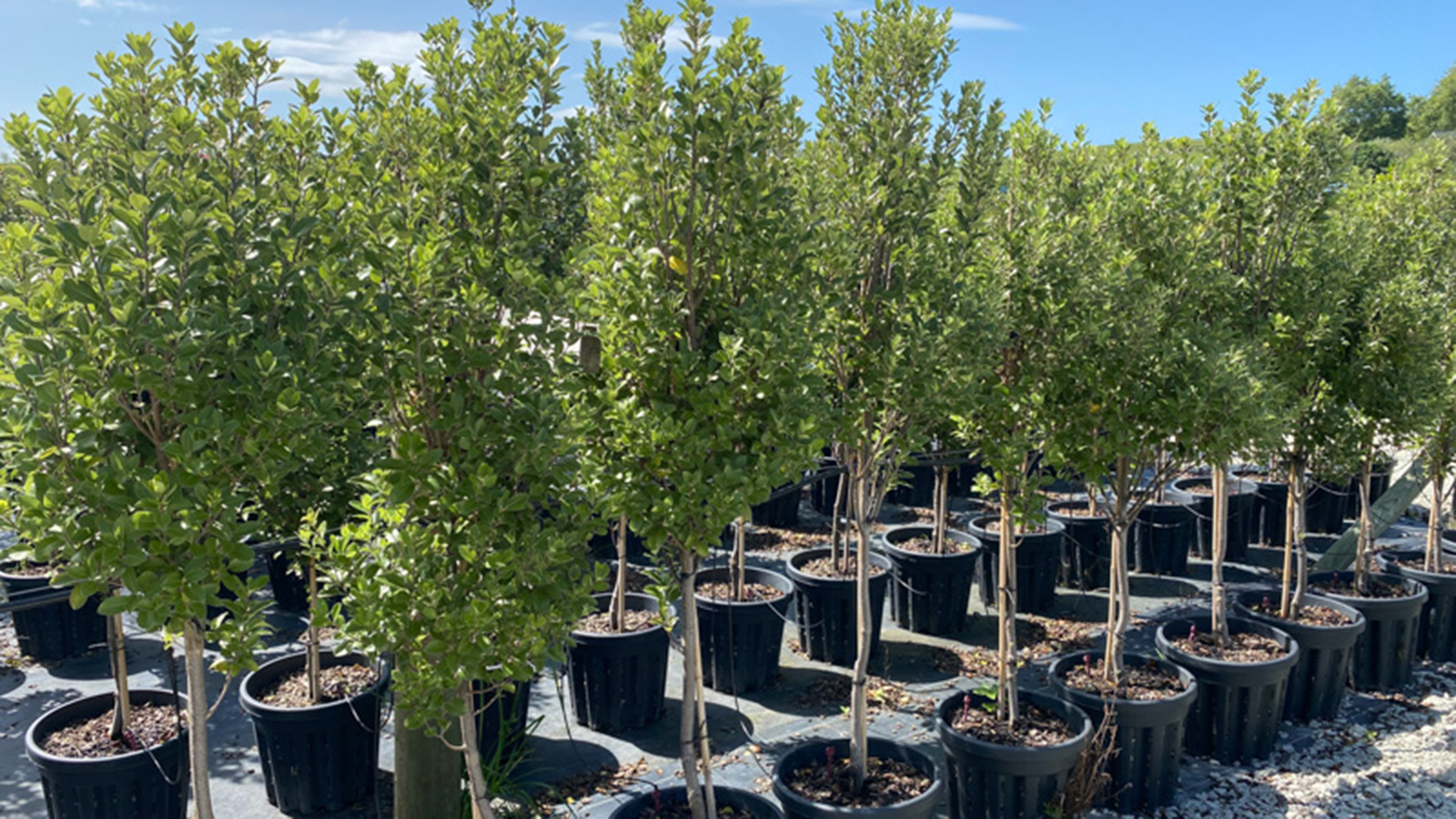 Meet the Pittosporum: The hardworking natives every garden needs 🌿
