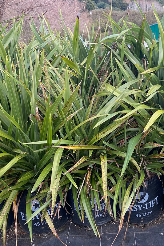 Flax Harakeke (Phormium tenax)