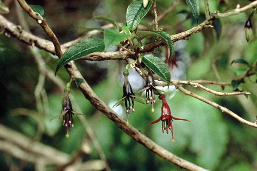 Kotukutuku (Fuschia excorticata)