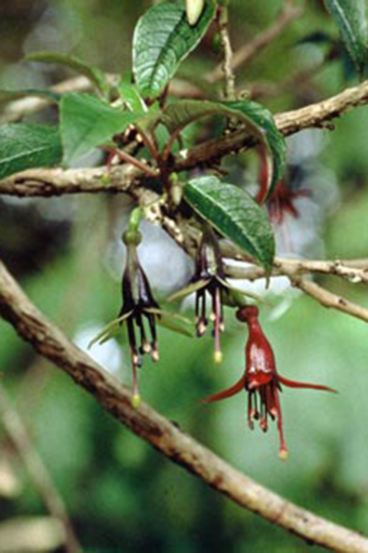 Kotukutuku (Fuschia excorticata)