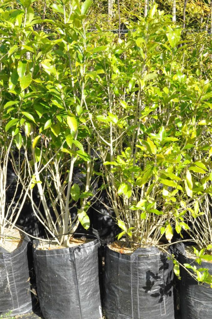 Mahoe (Melicytus ramiflorus)