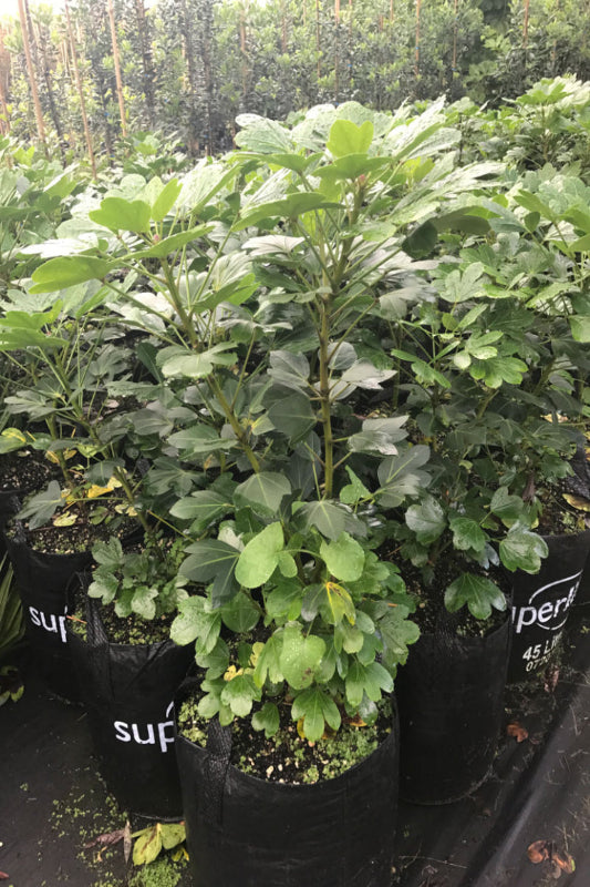 Houpara Cyril Watson (Pseudopanax lessonii)