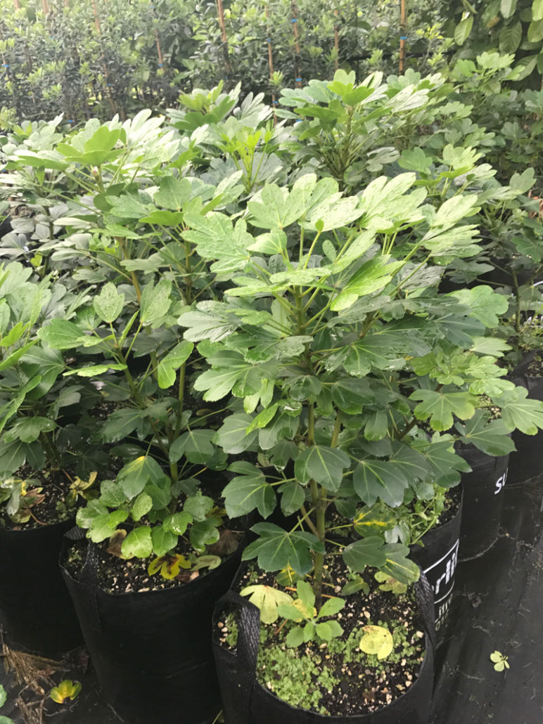 Houpara Cyril Watson (Pseudopanax lessonii)
